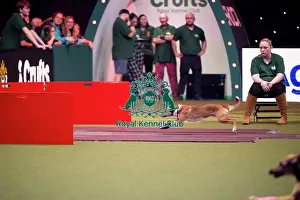Flyball Prints: Flyball