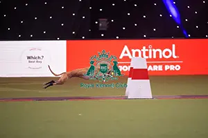 Flyball Prints: Flyball