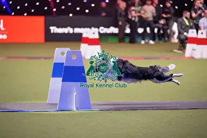 Flyball Prints: Flyball