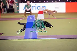 Flyball Prints: Flyball
