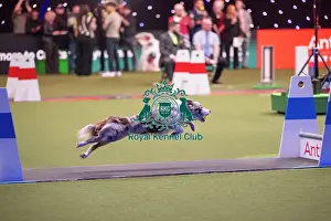 Flyball Prints: Flyball