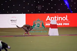 Flyball Prints: Flyball