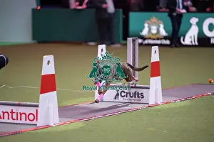 Crufts 2026 Main Arena Prints: Flyball