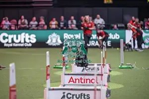 Crufts 2026 Main Arena Prints: Flyball