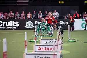 Crufts 2026 Main Arena Prints: Flyball