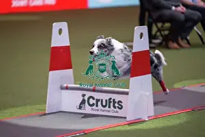 Crufts 2026 Main Arena Prints: Flyball