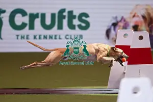 Flyball Crufts 2022