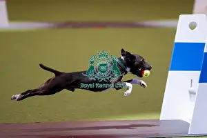 Flyball Crufts 2022