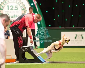 Flyball final