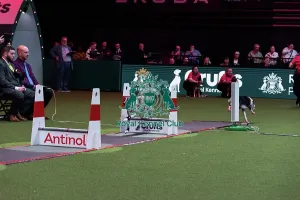 Flyball Prints: Flyball Final