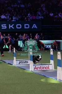 Flyball Prints: Flyball Final