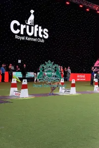 Flyball Prints: Flyball Final