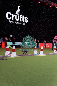 Flyball Prints: Flyball Final