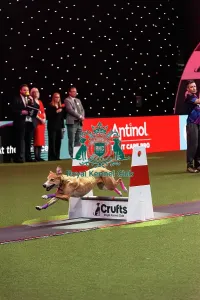 Flyball Prints: Flyball Final