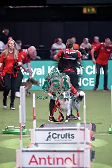 Crufts 2026 Main Arena Prints: Flyball final