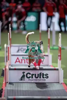 Crufts 2026 Main Arena Prints: Flyball final