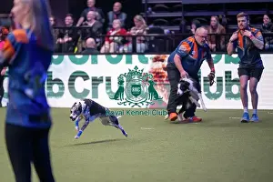 Crufts 2026 Main Arena Prints: Flyball final