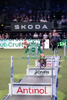 Crufts 2026 Main Arena Prints: Flyball final