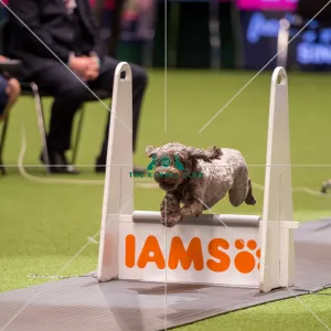 Flyball quarter final