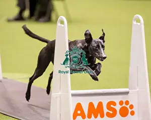 Flyball quarter final