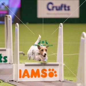Flyball quarter final