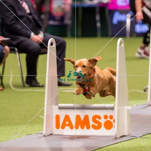Flyball quarter final
