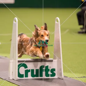 Flyball quarter final