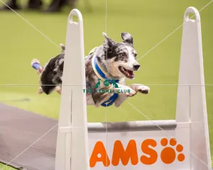 Flyball quarter final