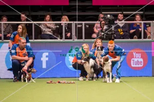 Flyball quarter final
