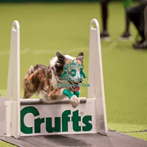 Flyball quarter final