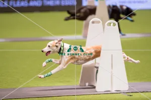 Flyball quarter final