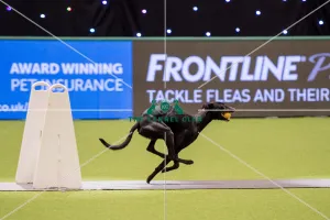 Flyball quarter final