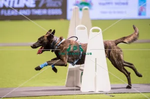 Flyball quarter final