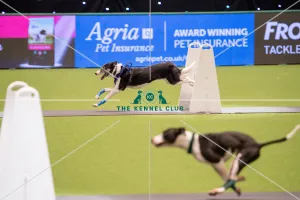 Flyball quarter final