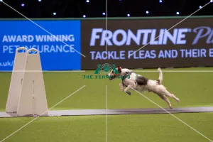 Flyball quarter final