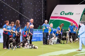 Flyball quarter final