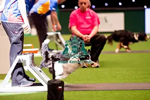 Flyball quarter finals