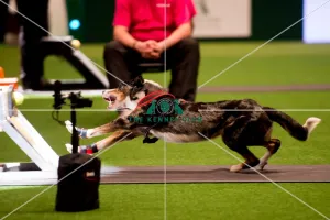 Flyball quarter final