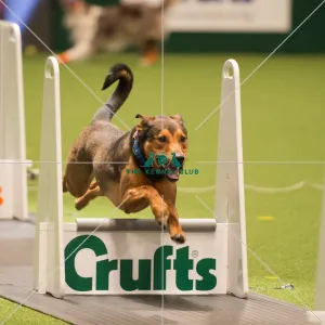 Flyball quarter final