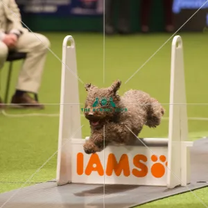 Flyball quarter final