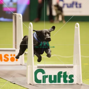 Flyball quarter final