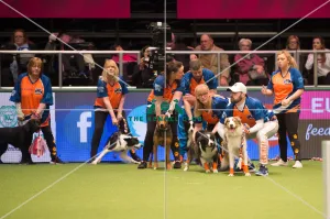 Flyball quarter final