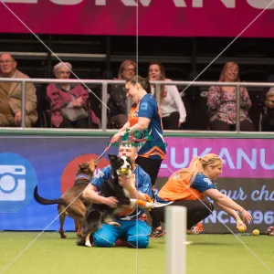 Flyball quarter final