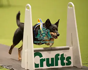 Flyball - Quarter Finals