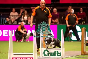 Crufts 2016 Prints: Flyball Semi final