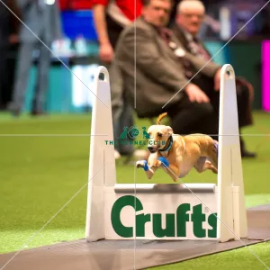 Flyball Semi final