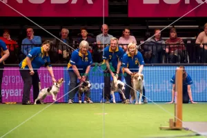 Flyball Semi final