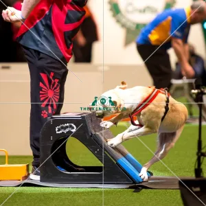 Flyball Semi final