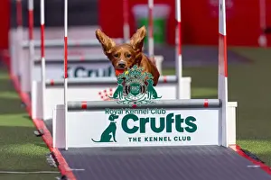 Flyball Team The Last 16 Prints: Flyball Team The Last 16 who was competing today (Friday 07/03/25)