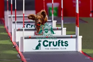 Flyball Team The Last 16 Prints: Flyball Team The Last 16 who was competing today (Friday 07/03/25)